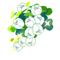 梦昙花花大花束